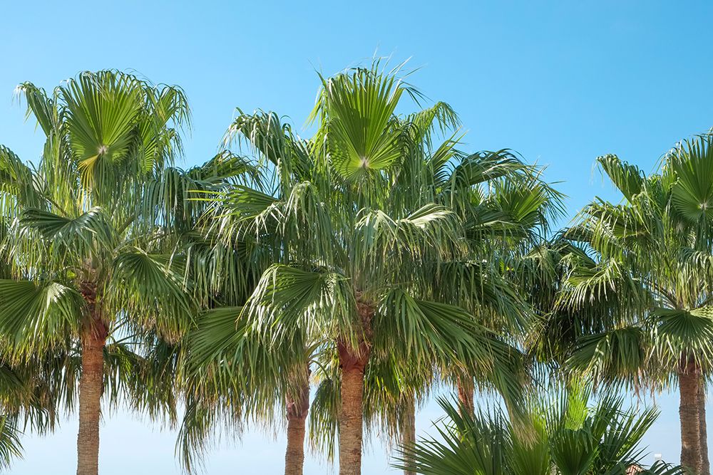 Marbella, Spain. Tropical palm trees